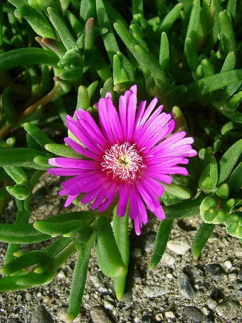 Делосперма v2 Tim 