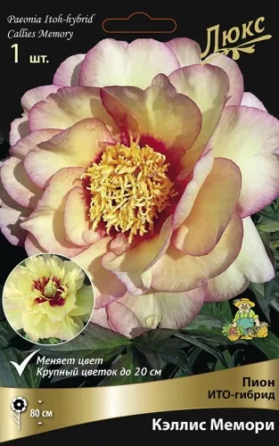 Корневище Пион ИТО-гибрид Кэллис Мемори 1шт Поиск 