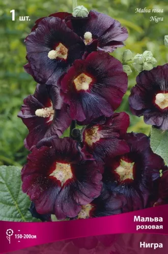 Корневище Мальва розовая Нигра1 шт Поиск 