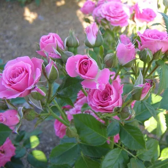 Роза спрей Малиновая Лидия  v5 Lav 