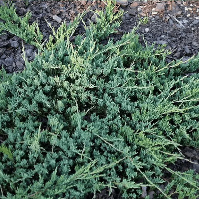 Можжевельник горизонтальный Джейд Ривер v2 Lav по цене  Можжевельник горизонтальный Джейд Ривер v2 Lav