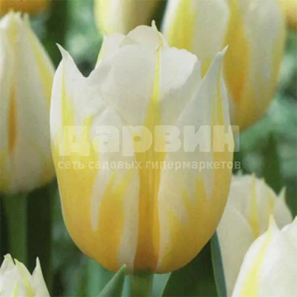 Луковица тюльпан Флейминг Кокуэтт 11/12, 5 шт/уп 