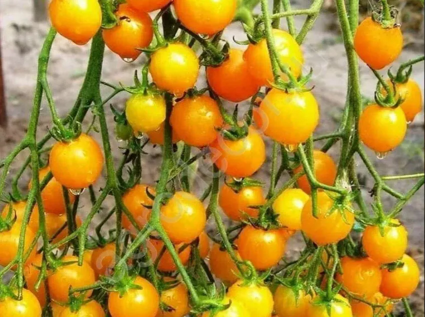 Томат Златовласка кассета 6шт ХР 