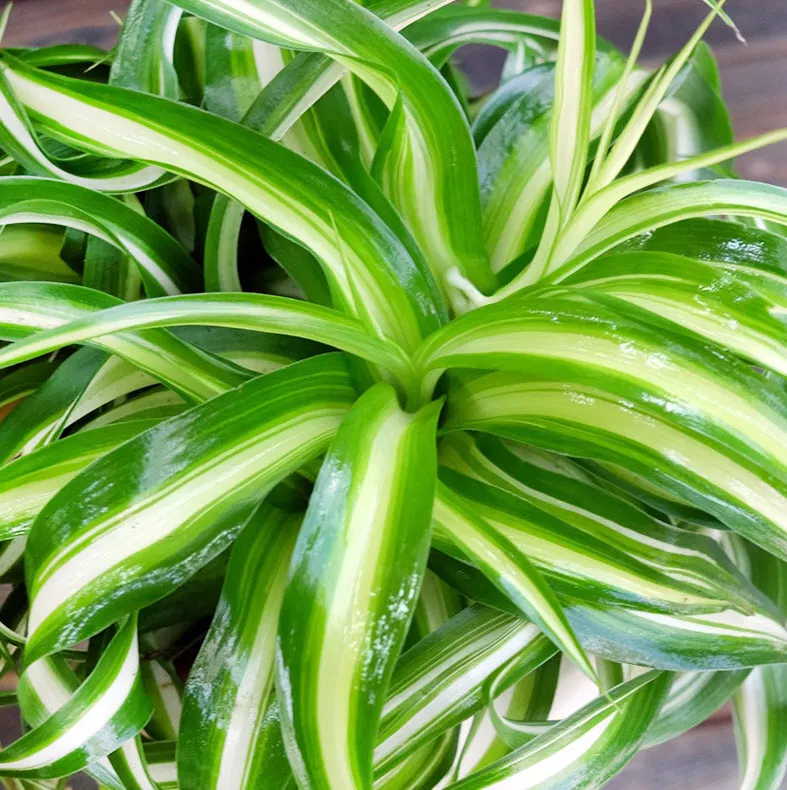 Хлорофитум Хохлатый Бонни кашпо d23 ХР 