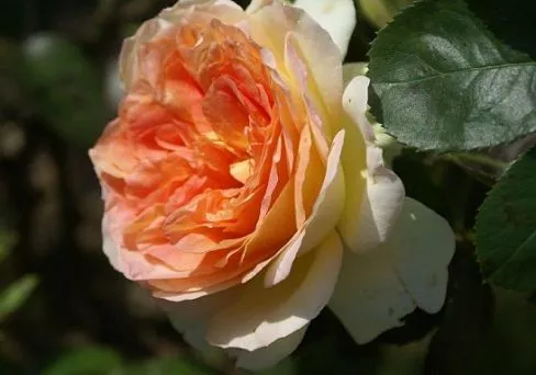 Роза чайно-гибридная Альфонс Доде v5 Lav 