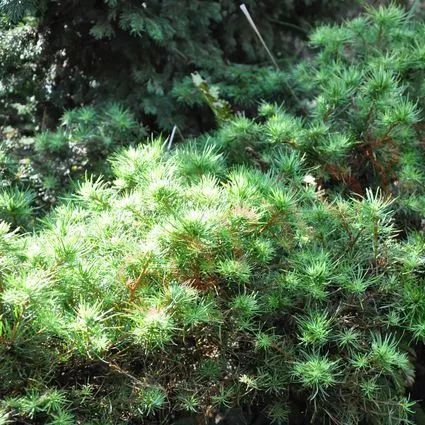 Растение лиственница гмелина Дортмунд C5 Mt 