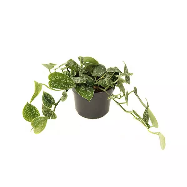 Сциндапсус Пиктус Треби d12 h15 