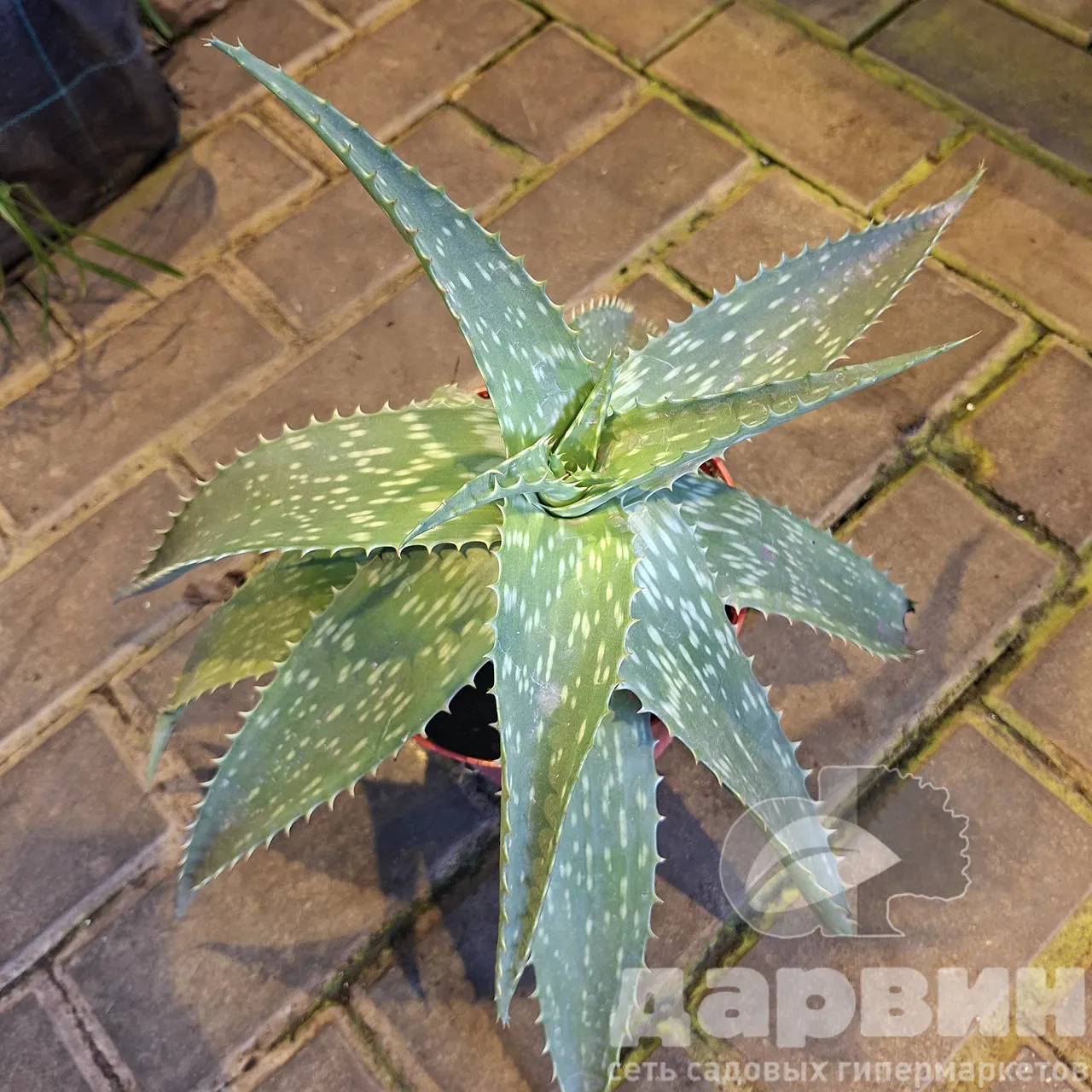 Алоэ d15 h40 Tim 