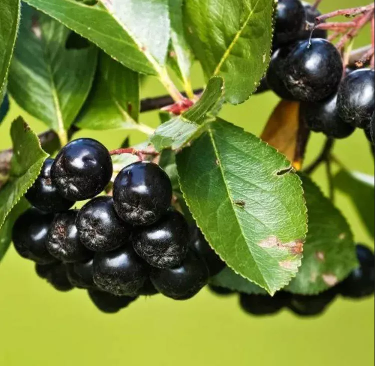 ОсновноеИзображение