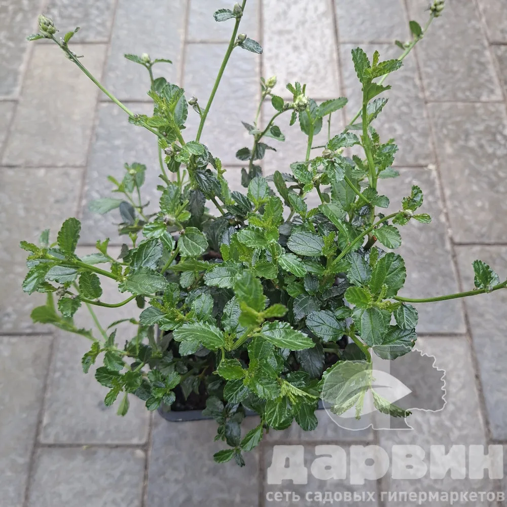 Цеанотус ползучий v2 Lav 