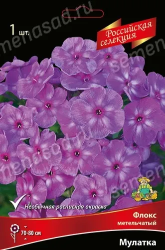 Кореневище Флокс метельчатый Российская селекция Мулатка 1шт Поиск 