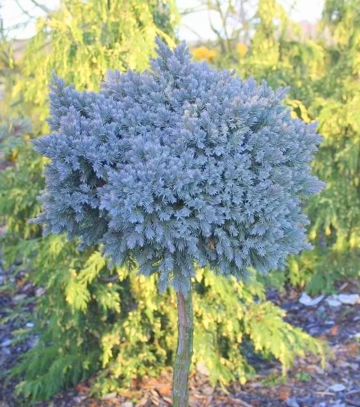 Можжевельник чешуйчатый Блю Стар на штамбе h 60 см C5 Mt 