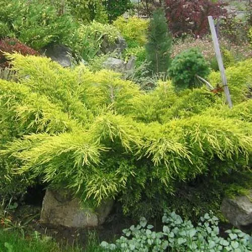 Можжевельник средний  "Пфитцериана" с20 