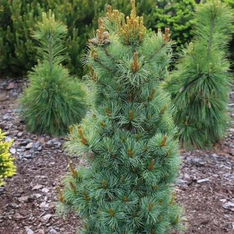 Сосна мелкоцветная Бонни Бергман 25-30 cm cont. 3,0L Mt 