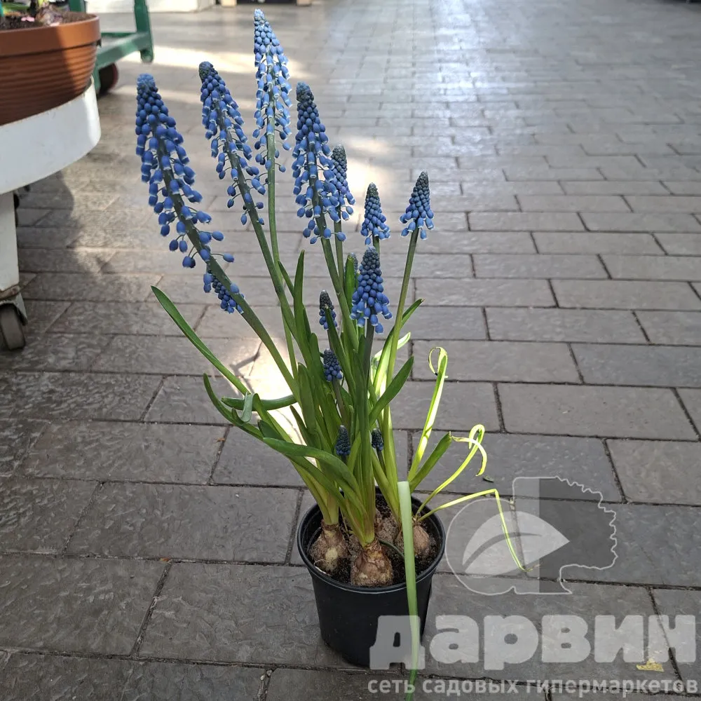 Мускари d11 