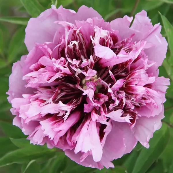 Пион древовидный Флейр Мистериус v5 Tim 