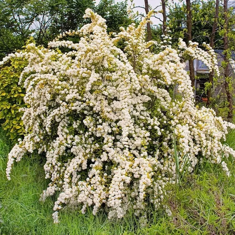 Спирея вангутта Голд Фонтан v2 25-30 см Lav 