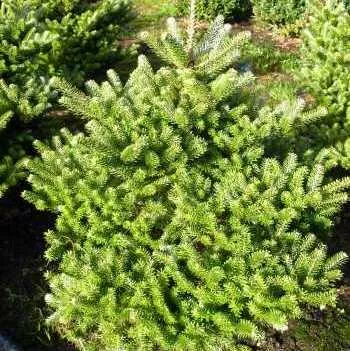 Пихта корейская Молли v110 100см 