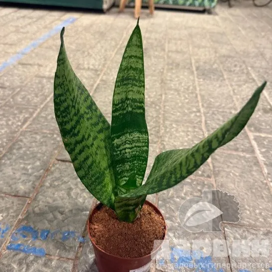 Сансевиерия d10 ЯР 