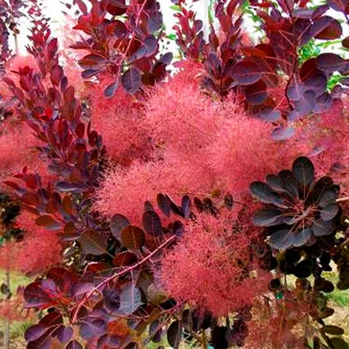 Скумпия кожевенная Royal Purple C2, 15-25 UL 