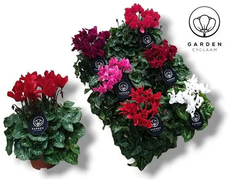 Цикламен d10 h20 