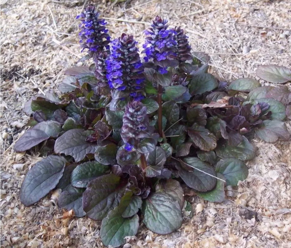 Живучка ползучая Атропурпуреа ,С1,5ЦО 