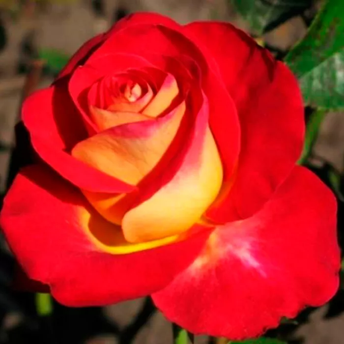 Роза чайно-гибридная Фрэндшип в коробке ZP 