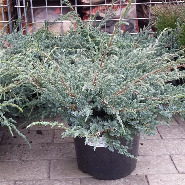 Можжевельник чешуйчатый Блю Карпет Р26, 40-50см 