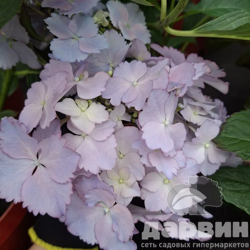 Гортензия крупнолистная Френч Канкан Блю в5 тим (6)