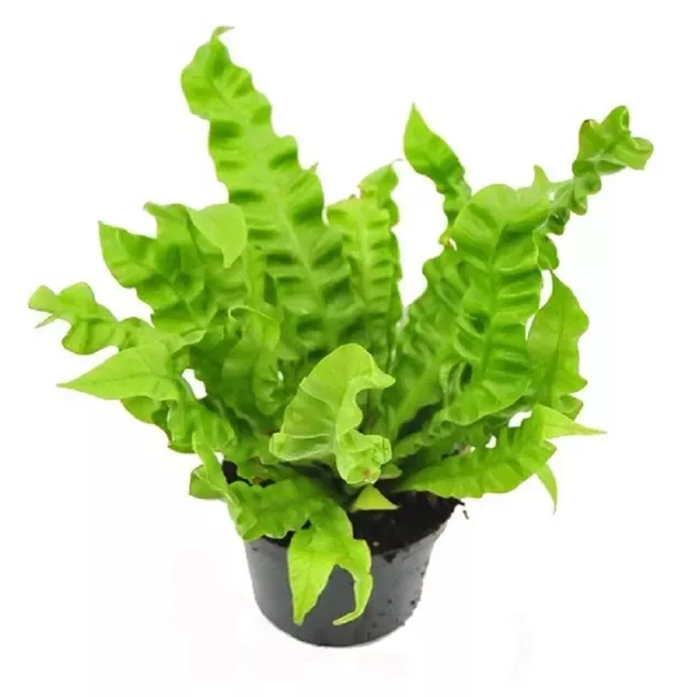 Асплениум Антикум Осака d21 h45 