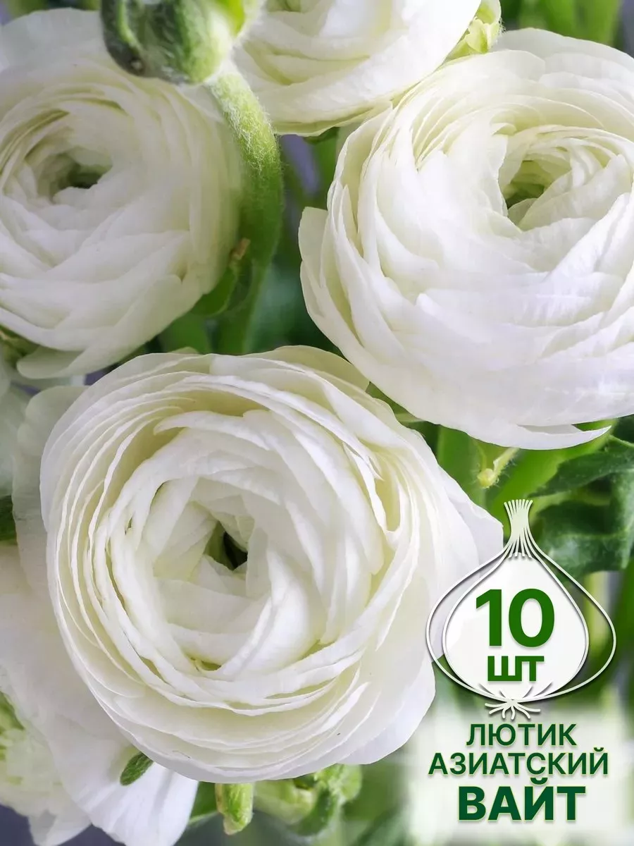 Луковица Лютик азиатский Вайт 10шт. Поиск 