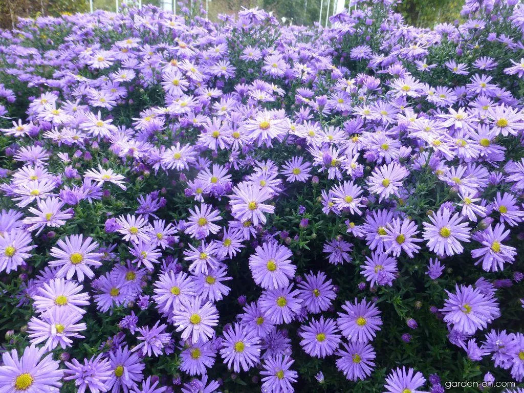 Астра кустарниковая Профессор Антон Киппенберг d12 ХР 