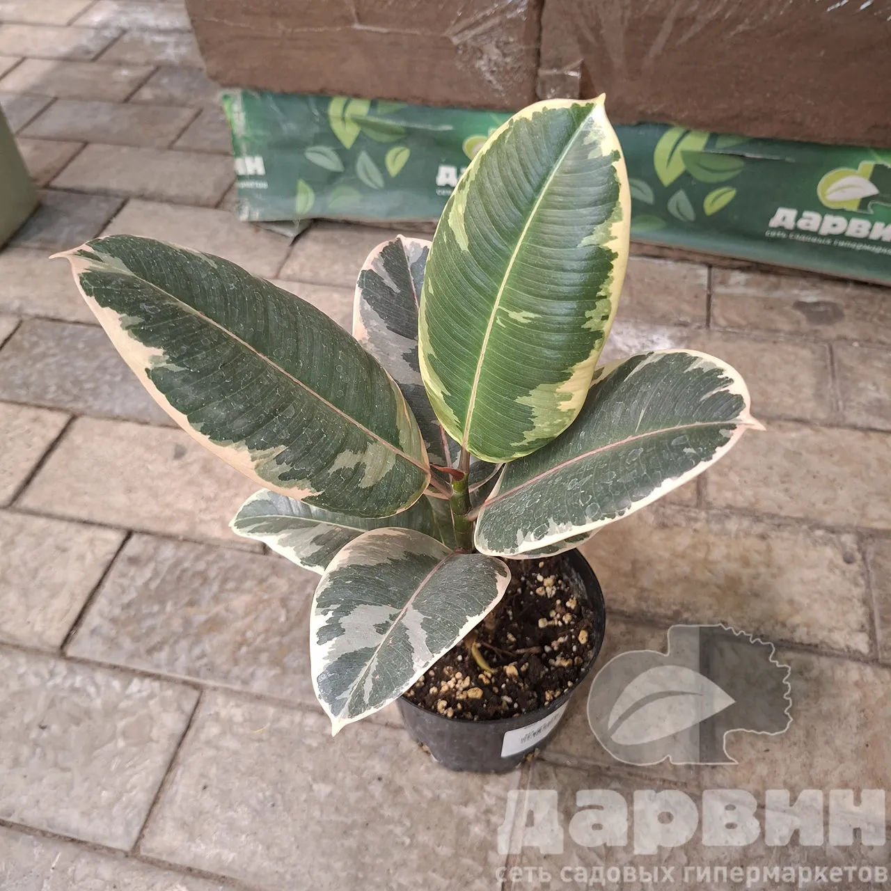 Фикус эластика Тинеке d12 