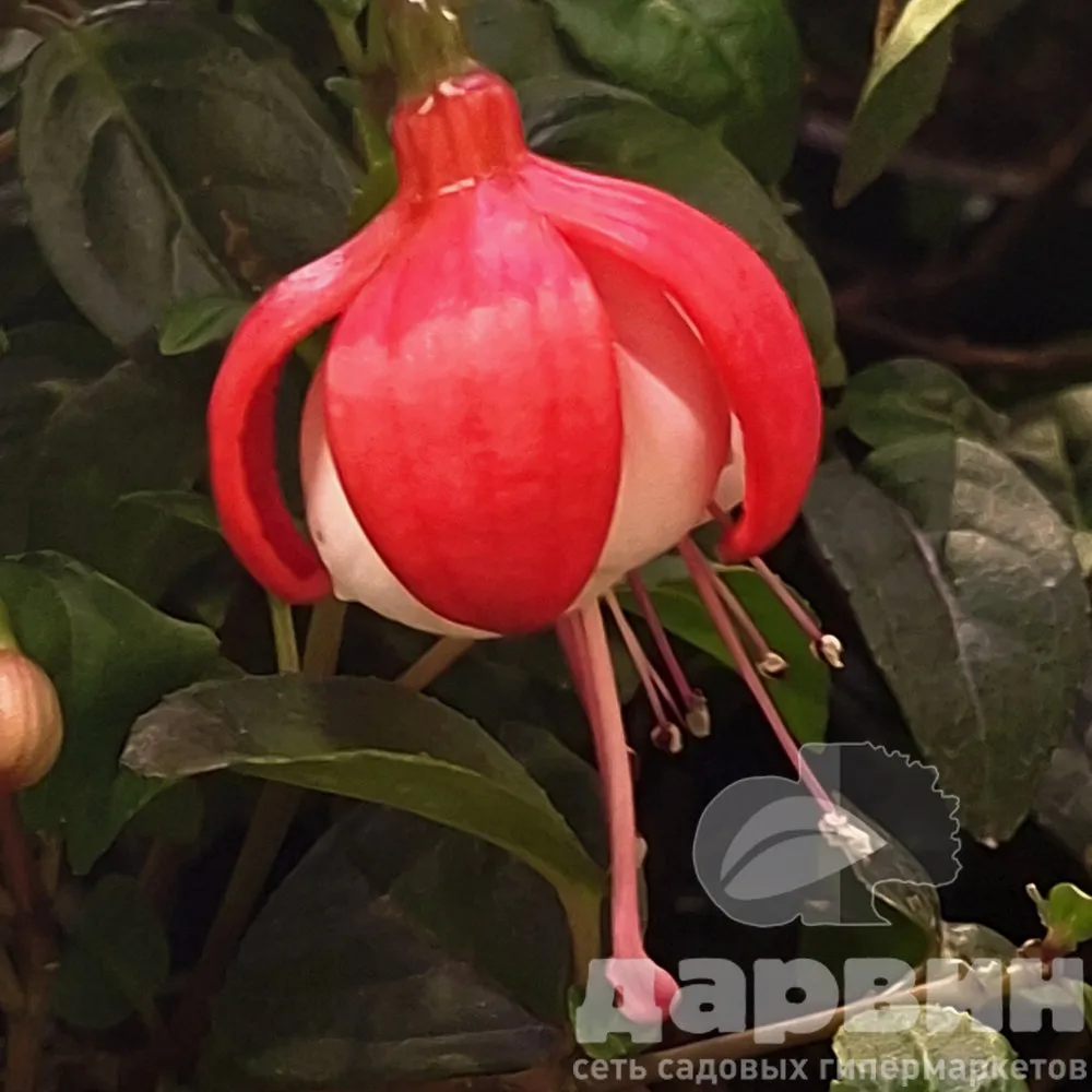 Фуксия d12 Tim 