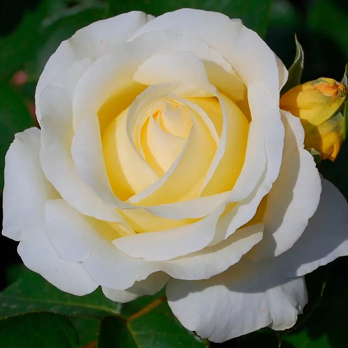 Роза чайно-гибридная Шопен v5 Tim 