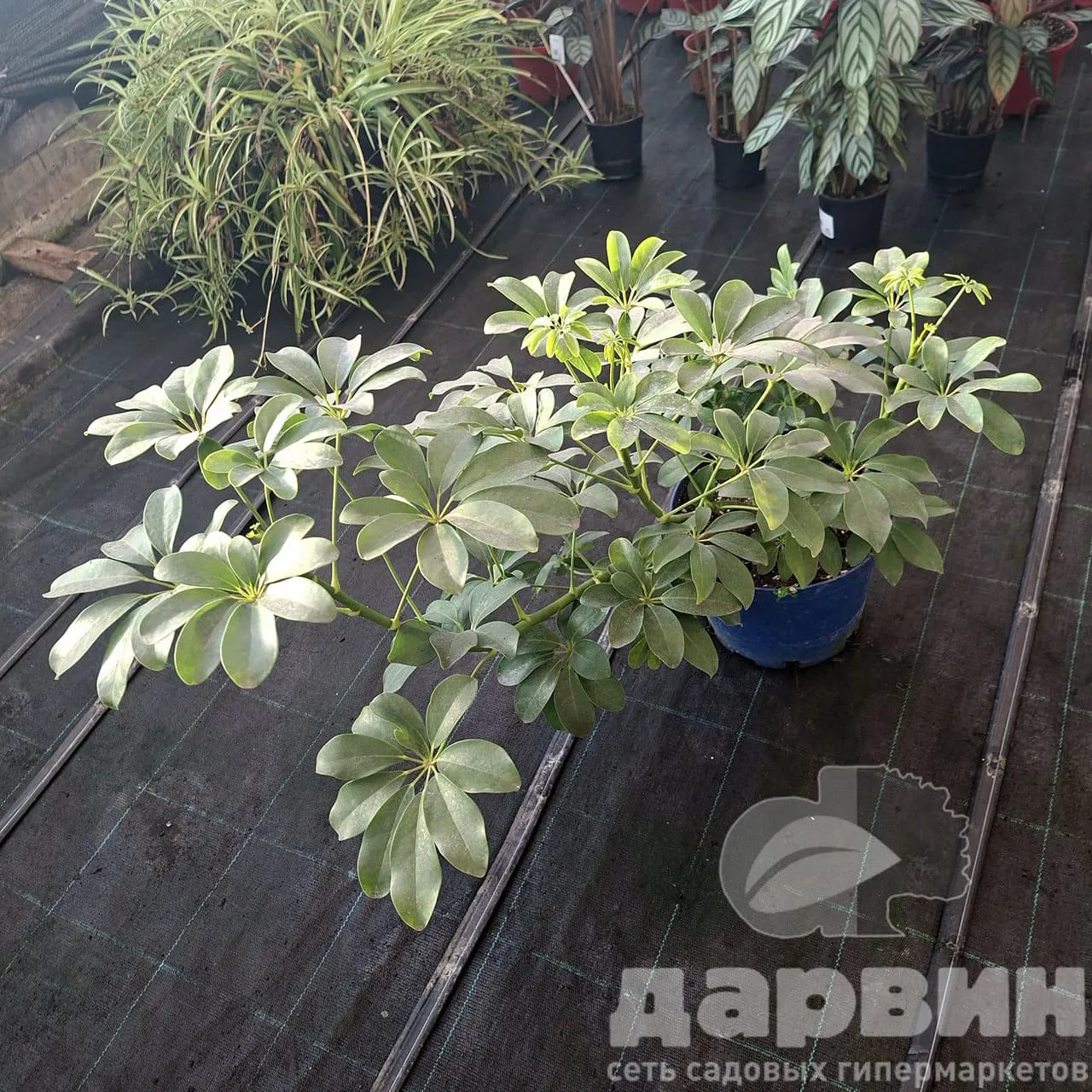 Шеффлера d24 Tim 