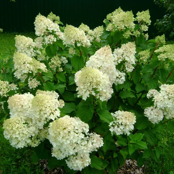 Гортензия метельчатая Сильвер доллар с2/40-60 UL 