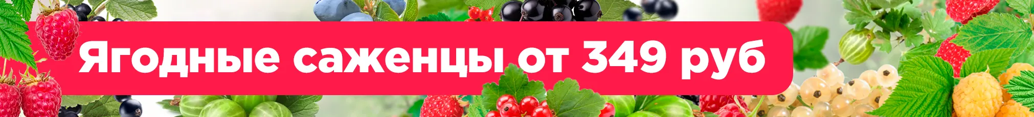 Ягодные саженцы