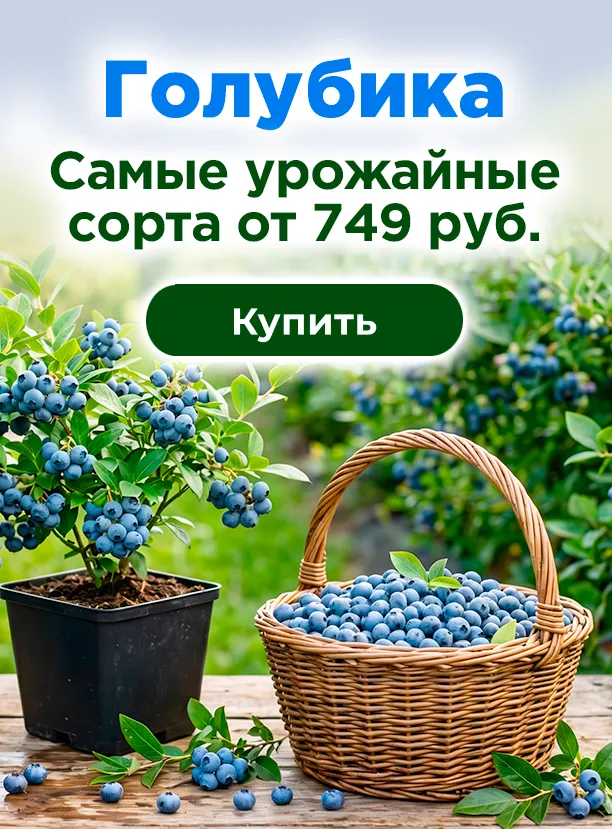 Голубика