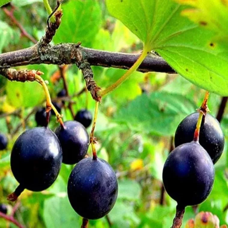 Крыжовник Орленок, черный v5 Tim 