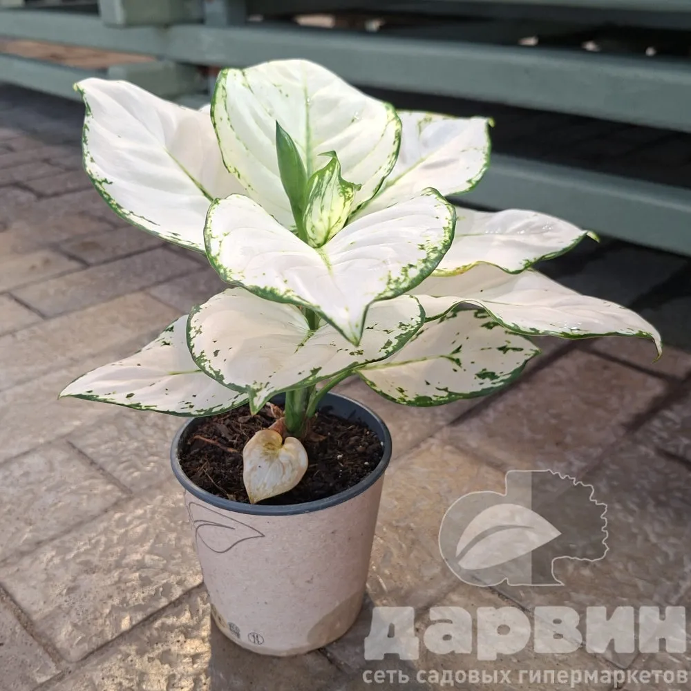 Аглаонема Вайт Бьюти d12 h30 