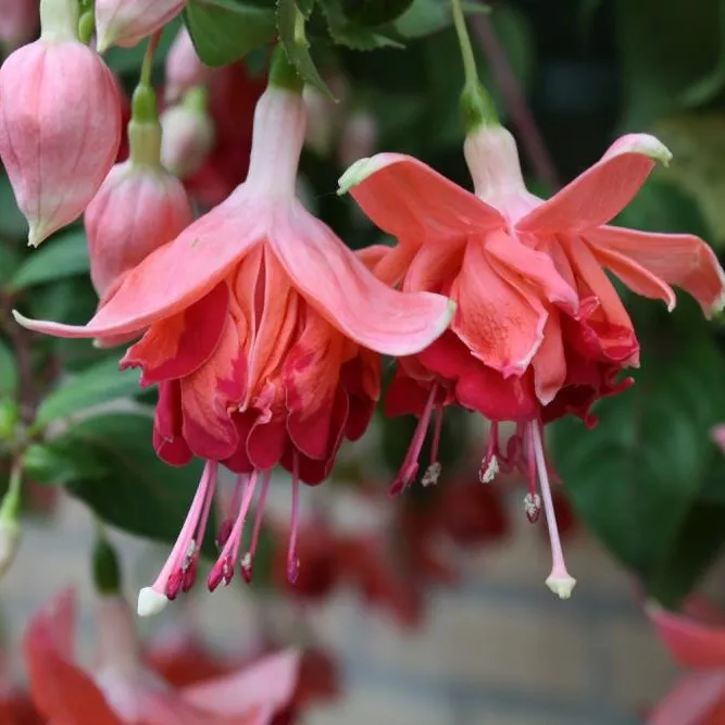 Фуксия ампельная Гиант Бикентенниал красная махровая D23 ПВ 