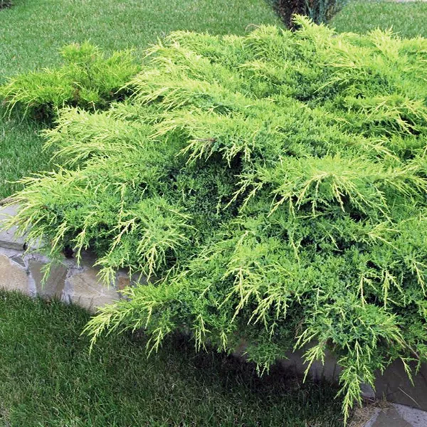 Можжевельник средний Пфитсериана Аурея v3-5 Tim 