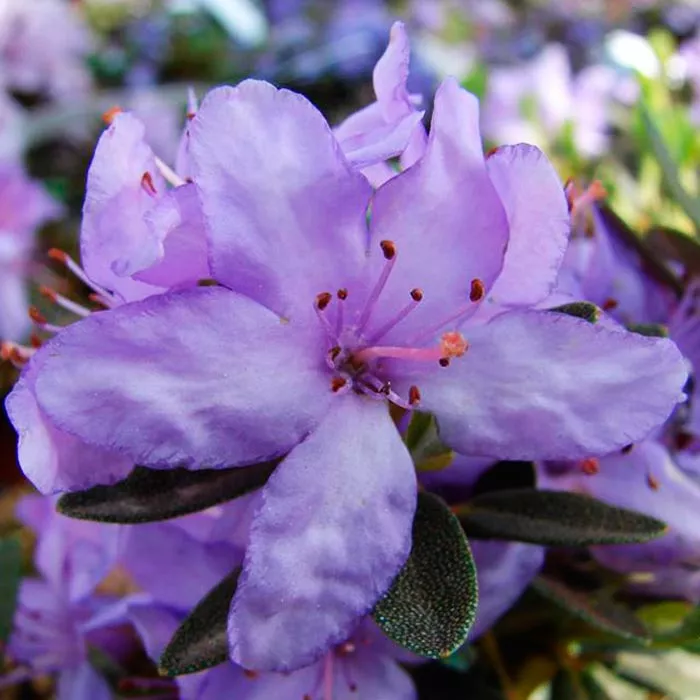 Рододендрон гибридный Крумлов C1 