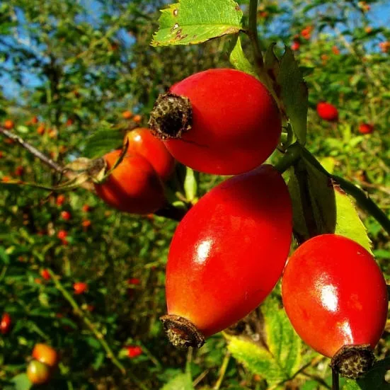 Растение шиповник плодовый 2-х летка 