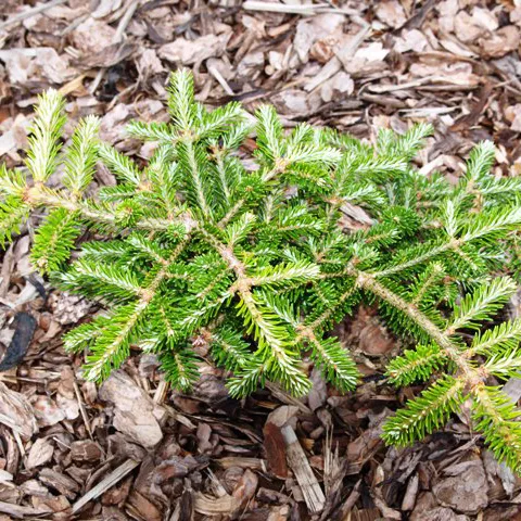 Пихта фрайзера Форд В Б C7.5 40-50 cm Sch 