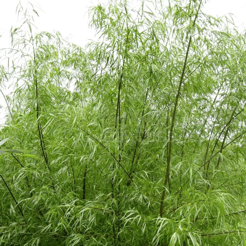 Ива Шверина Улучшенная v3 120-140 Sav 