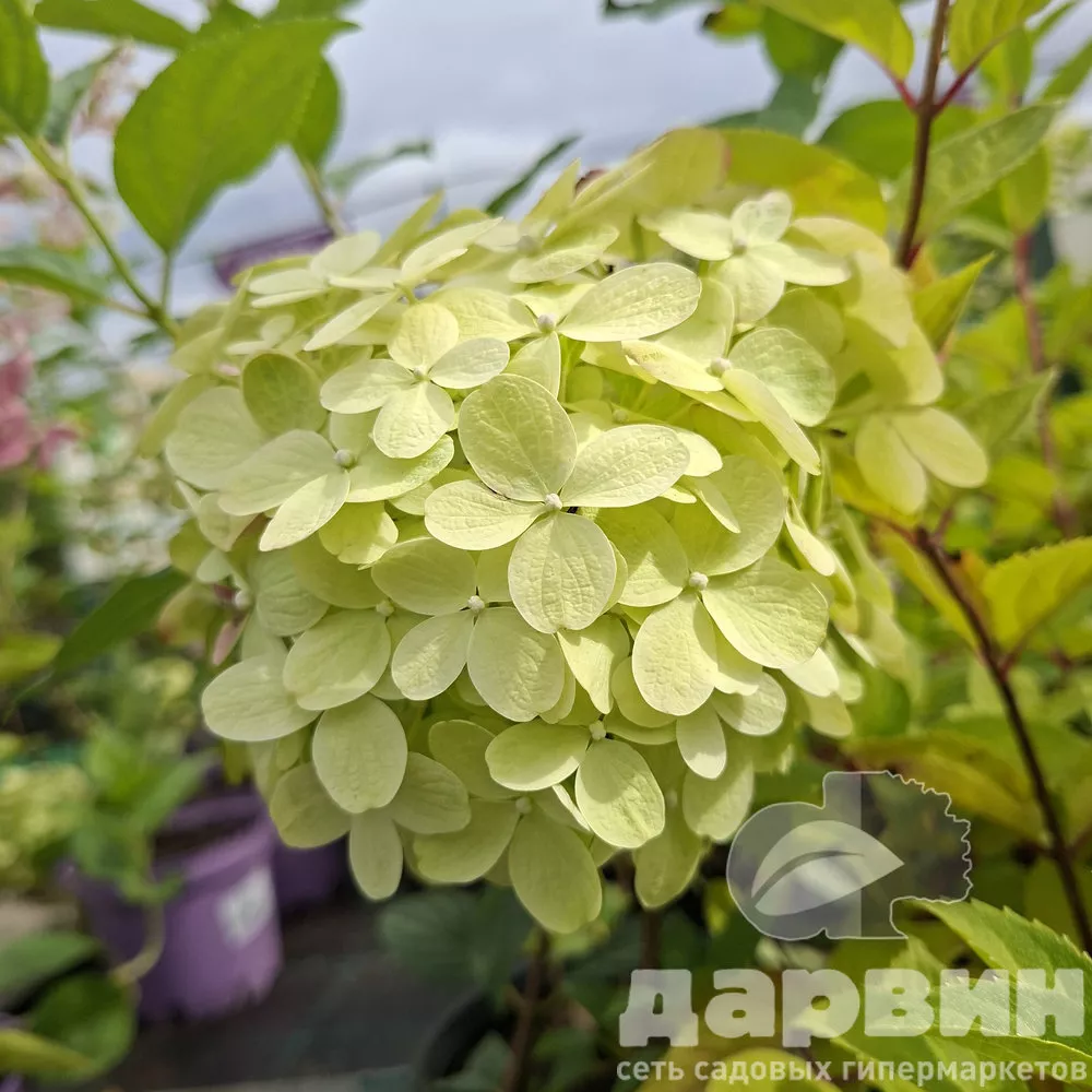 Гортензия метельчатая Литтл Лайм в3 лав