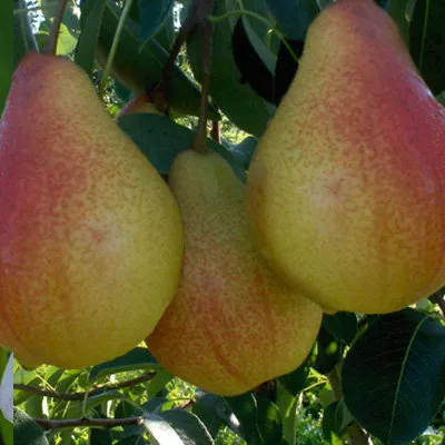 Груша Россошанская красивая  v5-10 Tim 