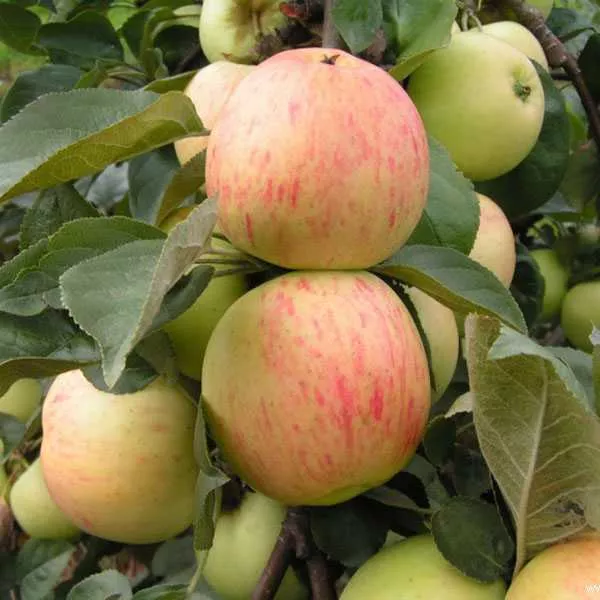 Яблоня Юбиляр средн v7 100-140 Tim 